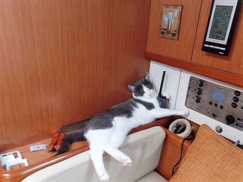 Francis Tolan et son chat Navy