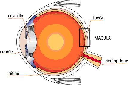 macula