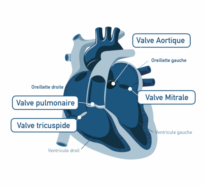 Les valves cardiaques