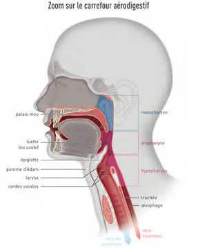 Cancer-oropharynx-CHU-Bordeaux