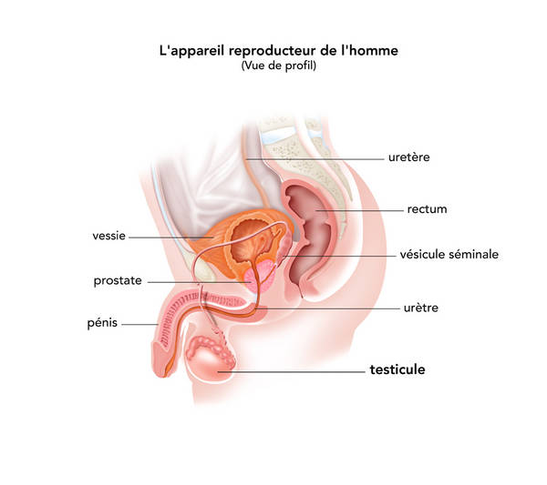 Cancer des testicules