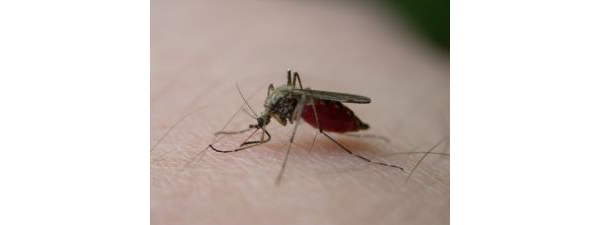 moustique mosquito-bite-3_2169550