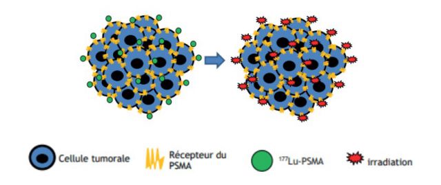 MecanismeActionLU177PSMA
