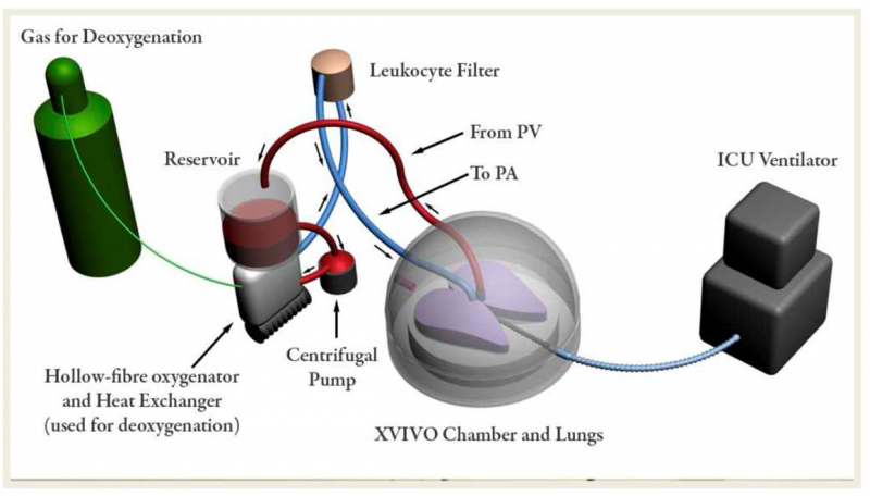 Perfusion Perfusion