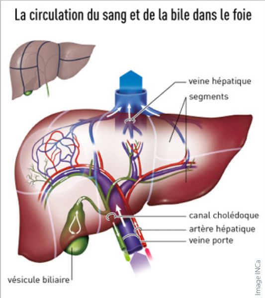 Cancer Voie Biliaire Cancer Des Voies Biliaires Chirurgie RAGNLU