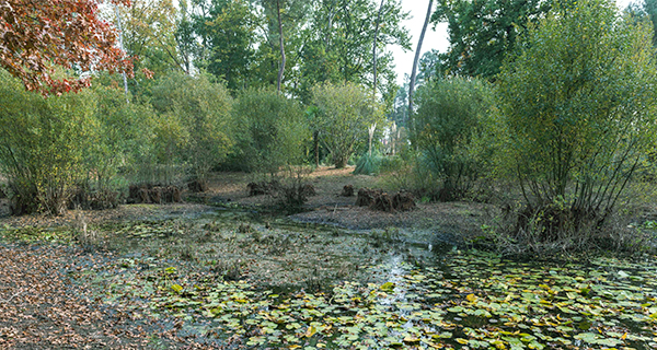 coin nature