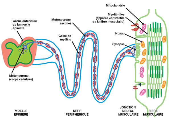 maladie_neuromusculaire_chu_de_bordeaux