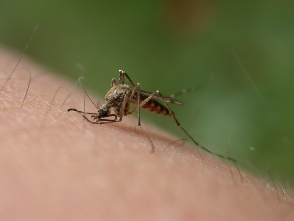 Le paludisme est une maladie parasitaire transmise par le moustique paludisme_chu_bordeaux