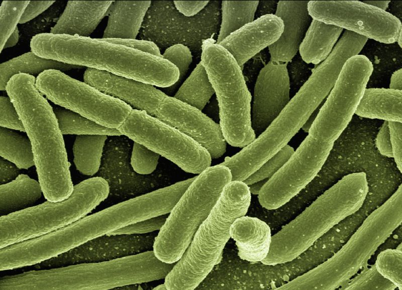 bacterie