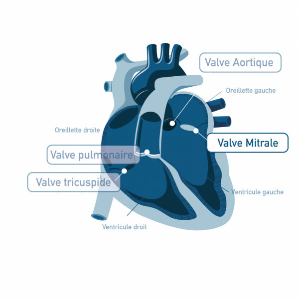 VALVE MITRALE