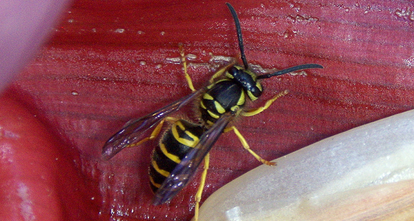 allergie_venin_abeille_guepe_chu_bordeaux