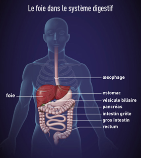 Cancer-primitif-du-foie-Chu-de-Bordeaux
