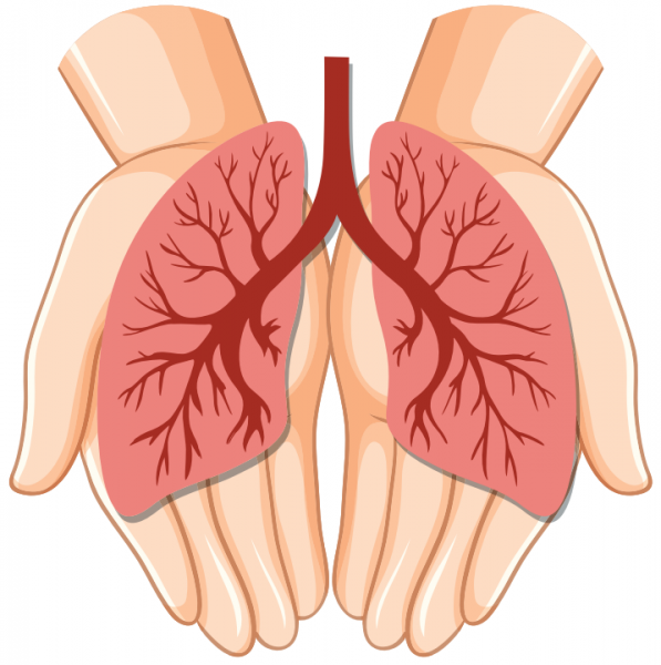pulmonaire
