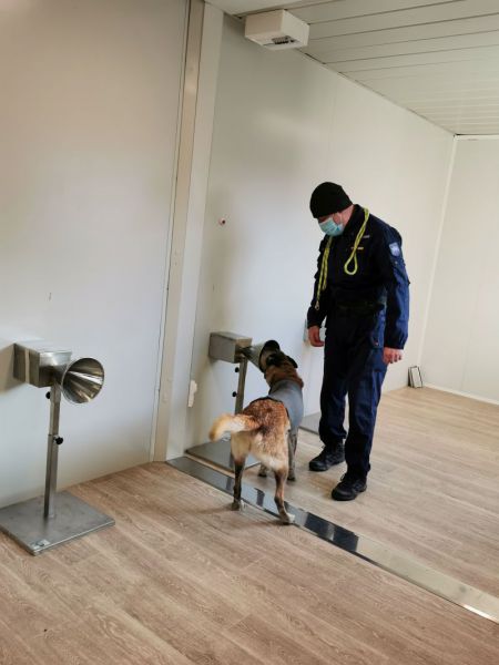 Des chiens formés à la détection de la Covid-19  en Nouvelle-Aquitaine